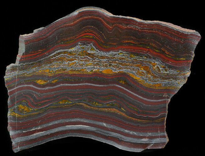 Polished Tiger Iron Stromatolite - ( Billion Years) #41082